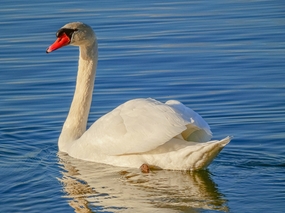 白色羽毛的天鹅水中嬉戏图片